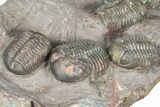 Cluster Of Six Colorful Austerops Trilobites - Jorf Morocco #362872-9